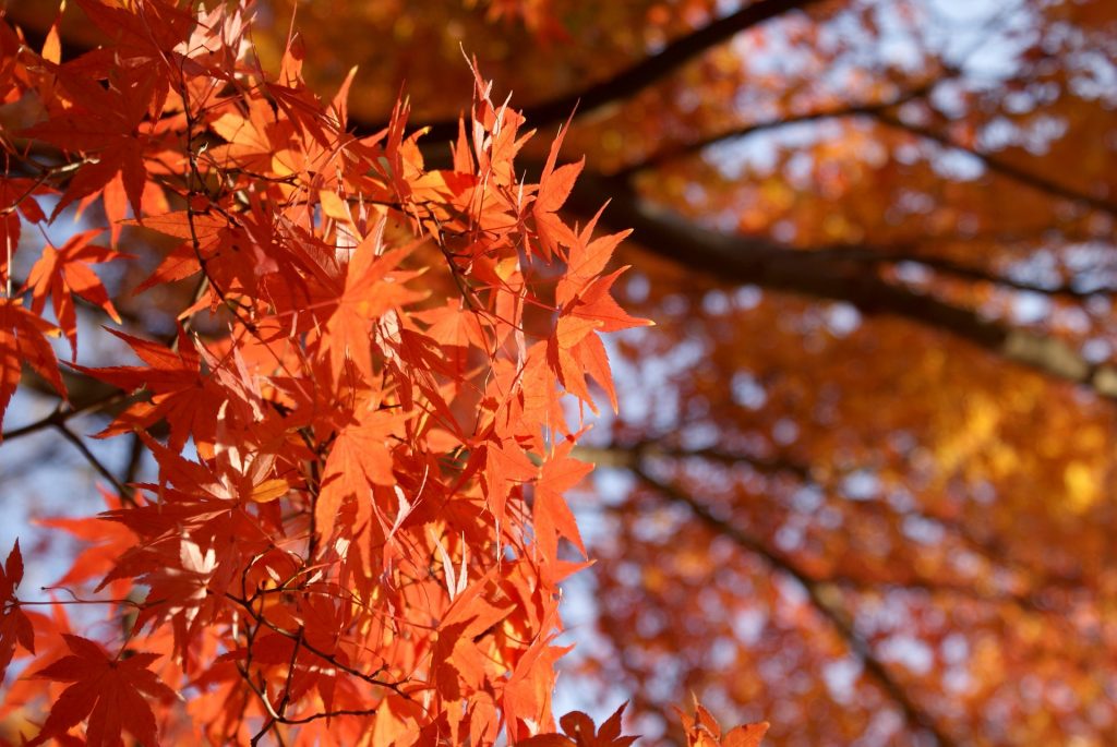 О любовании осенней листвой в Японии: 紅葉 и другие интересные слова