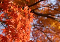 О любовании осенней листвой в Японии: 紅葉 и другие интересные слова